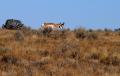 Pronghorn Buck